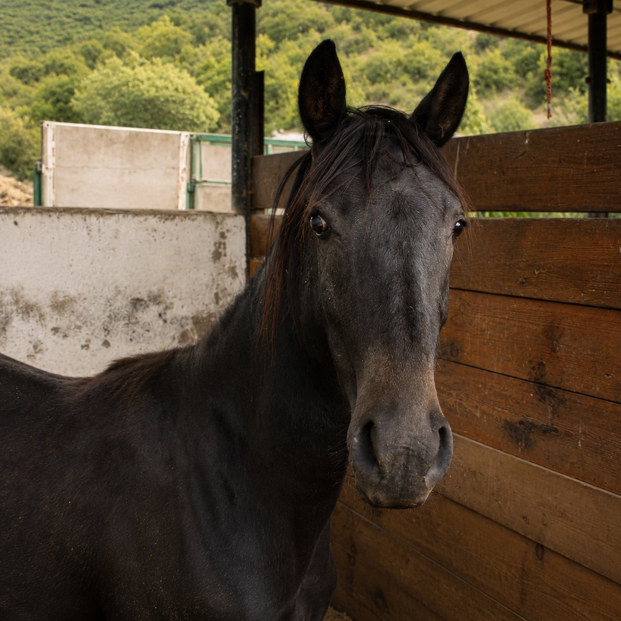 Cheyenne