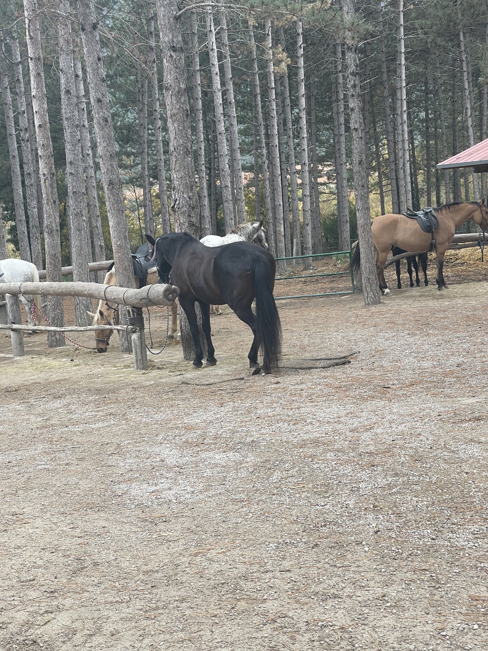 Caballos descansando entre los pinos del club