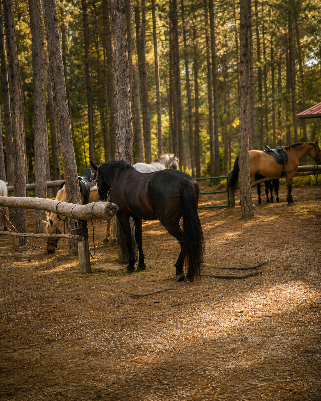 Caballos descansando entre los pinos del club